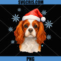 Santa Cavalier King PNG, Charles Spaniel Christmas Cavalier Dog PNG